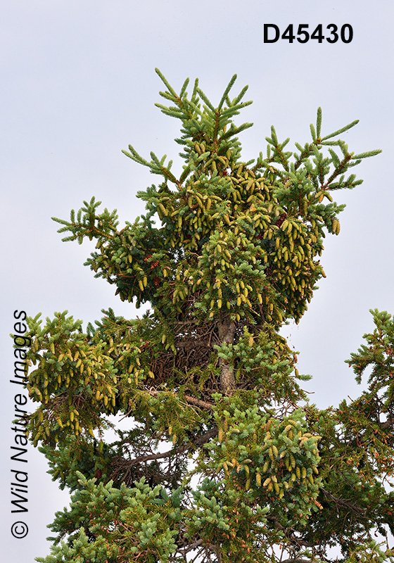 White Spruce (Picea glauca)